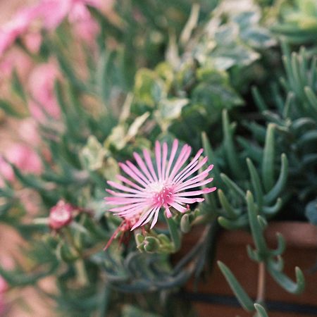 Comecasa Flowery Terraced Apartment Milán Exteriér fotografie